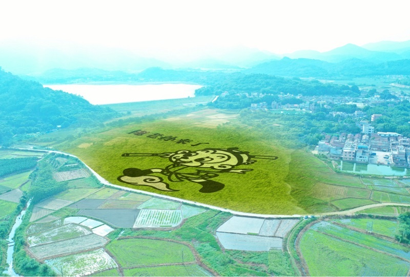 1628650827921740.jpg 占地60亩的“孙悟空”彩绘稻田.jpg